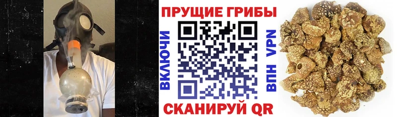 Купить закладки  Верея  Псилоцибиновые грибы Psilocybe 